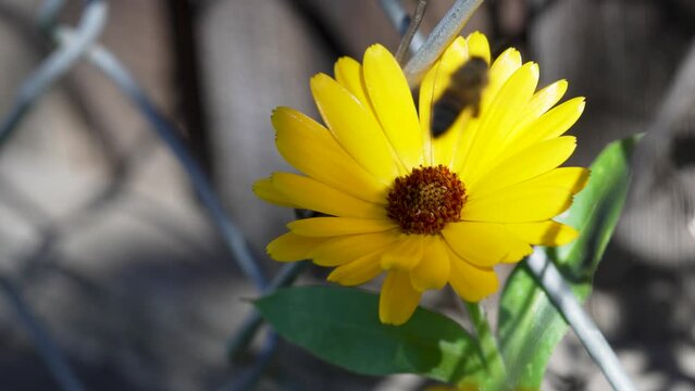 Honeybee pollinating a flower in slow motion