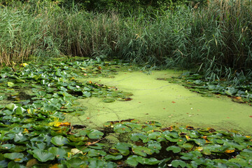 Pond in the garden near Natural History Museum, London, England, United Kingdom 