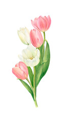 Obraz premium A bouquet of white and pink tulips, hand-drawn watercolor illustration.
