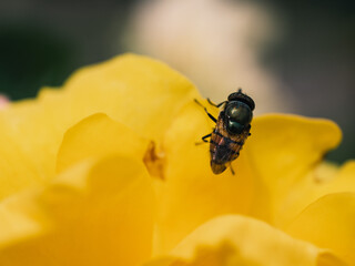 Insect on a yellow flower