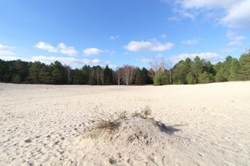 Fototapeta na wymiar The Cul de Chien sand area in Fontainebleau forest