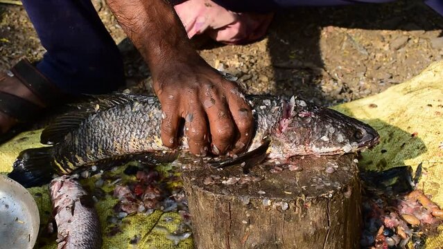 Cutting of fish is going on in the fish market. Fresh water live murrel fish, Channa striata, Snakehead fish