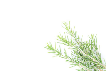 Rosemary isolated on white background. copy space. Aromatic evergreen shrub