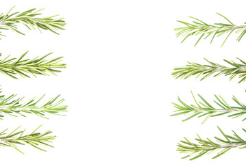 Plakat Rosemary isolated on white background. copy space. Aromatic evergreen shrub