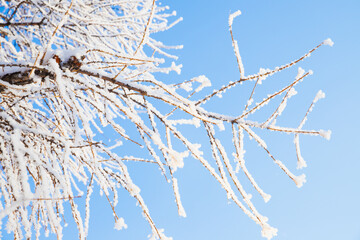Obraz premium Snow ice, hoarfrost on tree branches on blue sky, close-up. Winter Fairytale nature, sunny frosty day, texture background