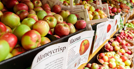 Apple harvest barrels at local farm with vibrant Autumn Fall colors; honeycrisp, macoun, mcintosh,...