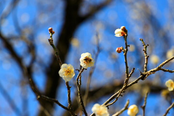 梅の花の蜜を吸う蜜蜂