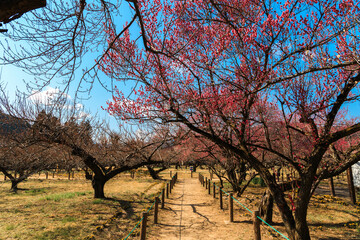 	越生梅林の遊歩道