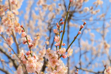 開花した紅梅と蕾