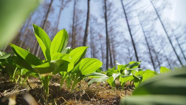 Under the tree, green mountain garlic is swaying in the wind and receiving sunlight. Allium microdictyon. Myeongyi. Siberian onion
