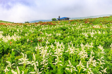 Fototapeta na wymiar 高原に咲くコバケイソウの群生