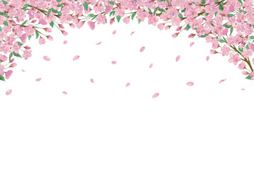 桜の花びらの水彩画イラスト背景