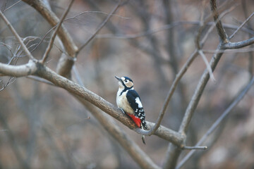 Great spotted woodpecker in Korea,
오색딱따구리