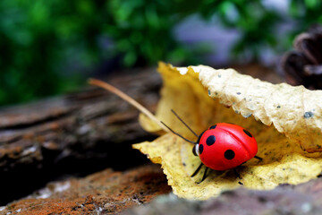 Ladybug on a yellow leaf.