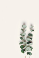 Green eucalyptus branches on beige background. Minimal aesthetic flat lay, spa wellness concept, top view green leaves of fresh plant eucalyptus, copy space, botanical nature wallpaper, vertical