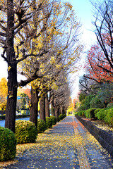 国会議事堂前のイチョウ並木