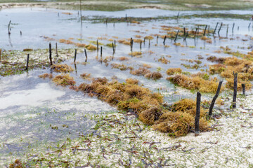 Zanzibar - A place where algae are grown using traditional methods and the ocean's outflow helps them grow.