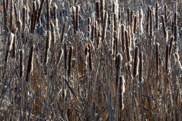 Typha latifolia. Dried broadleaf cattail plants, with their inflorescences, in winter.