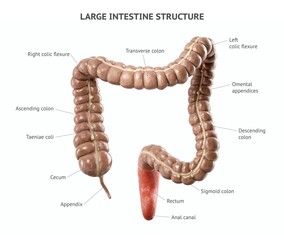 Anatomically accurate realistic 3d illustration of human internal organ - large intestine isolated on white background. Large intestine structure with properly placed text captions