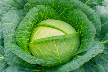 Fototapeta premium Head of cabbage in the garden. Fresh ground-cabbage close-up. Organic cabbage from the farm. Growing healthy vegetables