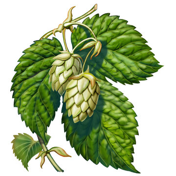 L&uacute;pulo (Humulus lupulus). Detalle de las hojas y las flores. La flor del l&uacute;pulo es la esencia de la cerveza.