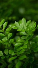 Tropical green leaves on background, nature summer forest plant concept.
Creative layout made of tropical leaves. Nature concept.