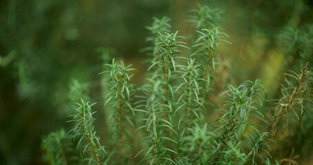 Tropical green leaves on background, nature summer forest plant concept.
Creative layout made of tropical leaves. Nature concept.