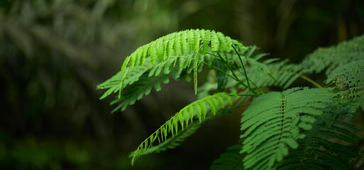 Tropical green leaves on background, nature summer forest plant concept.
Creative layout made of tropical leaves. Nature concept.