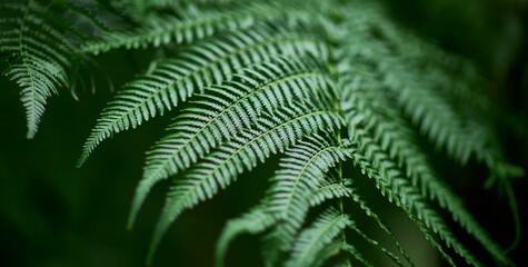 Tropical green leaves on background, nature summer forest plant concept.
Creative layout made of tropical leaves. Nature concept.