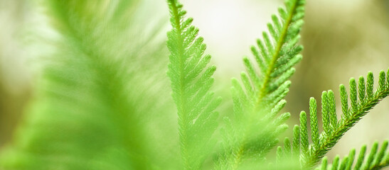 Tropical green leaves on background, nature summer forest plant concept.
Creative layout made of tropical leaves. Nature concept.