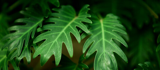 Tropical green leaves on background, nature summer forest plant concept.
Creative layout made of tropical leaves. Nature concept.