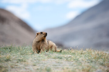 Himalaya Marmot, The giant squirrel in Himalaya mountain range. 