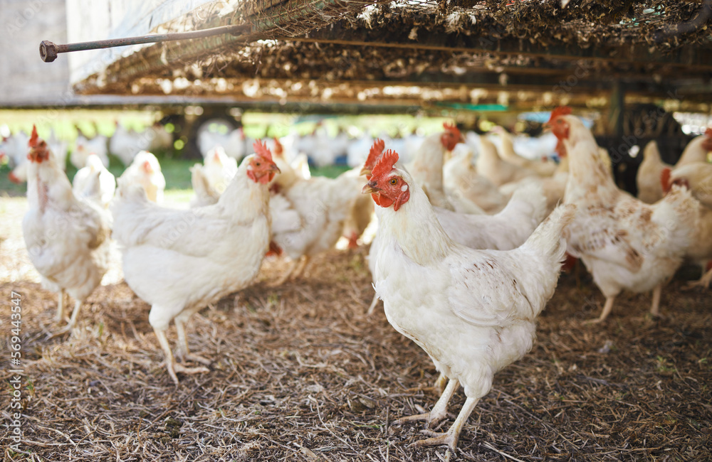 Wall mural chickens, sustainability farm and birds on grass with no people in the countryside. agro production,