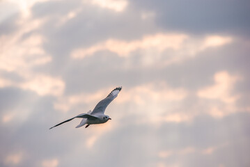 Flying Seagull in sunset viewpoint, bangpu near thai gulf, Thailand. 