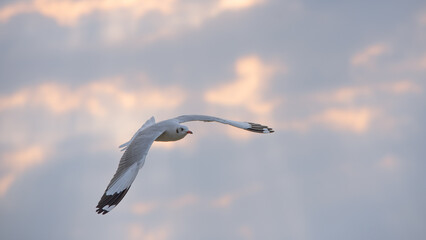 Obraz premium Flying Seagull in sunset viewpoint, bangpu near thai gulf, Thailand. 