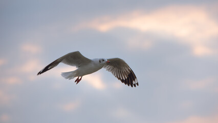 Flying Seagull in sunset viewpoint, bangpu near thai gulf, Thailand. 