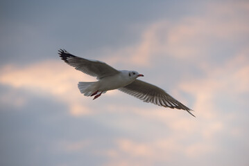 Flying Seagull in sunset viewpoint, bangpu near thai gulf, Thailand. 
