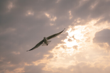 Fototapeta na wymiar Flying Seagull in sunset viewpoint, bangpu near thai gulf, Thailand. 