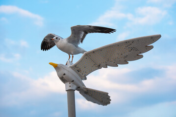 Seagull in sunset viewpoint, bangpu near thai gulf, Thailand. 