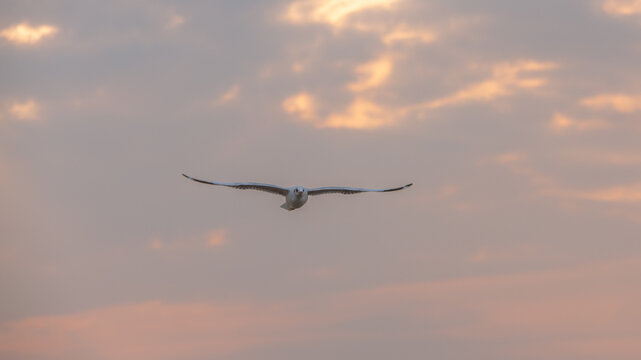 Flying Seagull in sunset viewpoint, bangpu near thai gulf, Thailand. 
