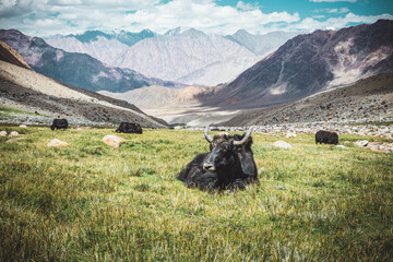 Yak in leh ladakh with mountain range background