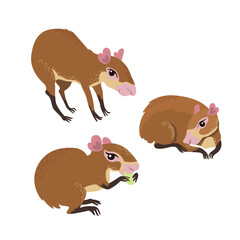 Cute cartoon Agouti collection. Rodent genus Dasyprocta