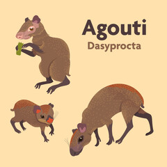 The Agouti collection. Rodent genus Dasyprocta