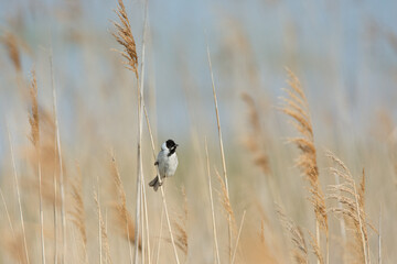 reed bunting	Emberiza schoeniclus
