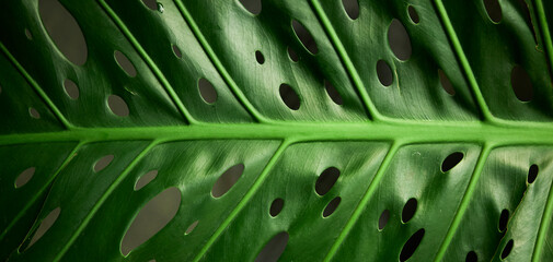 Fototapeta na wymiar Tropical green leaves on background, nature summer forest plant concept. Creative layout made of tropical leaves. Nature concept.