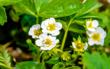 Strawberry flowers on a green natural background