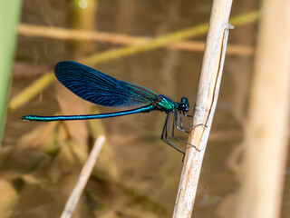 Bright metallic blue dragonfly. Adult male of Beautiful demoiselle (Calopteryx virgo) sitting on...