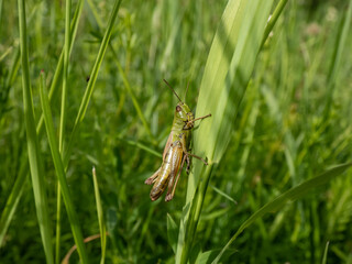 Macro of the lesser marsh grasshopper (Chorthippus albomarginatus) sitting on a grass blade in a meadow in summer