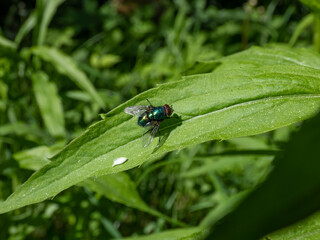 Close-up frontal shot of the adult Common greenbottle, green blow fly (Lucilia caesar) sitting on a green leaf surrounded with vegetation