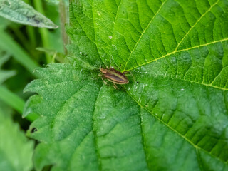The leaf beetle or Zircon reed-beetle (Donacia aquatica) is a rainbow-coloured beetle with a reddish stripe running down the length of each wing case and a golden underside